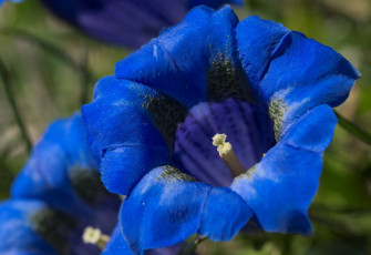 Картинка цветы горечавки синий макро