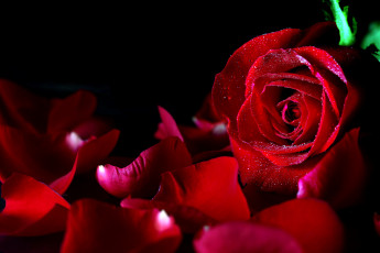 Картинка цветы розы бутон лепестки красный капли