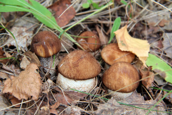 Картинка природа грибы малыши