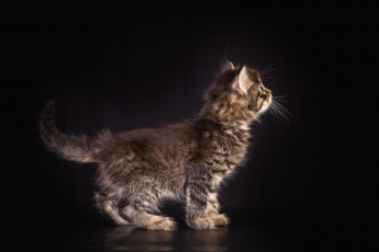 Картинка животные коты котейка