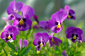 Картинка цветы анютины+глазки+ садовые+фиалки фиолетовый