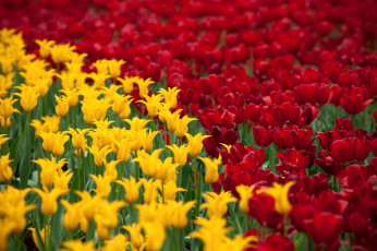 Картинка цветы тюльпаны желто-красный