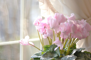Картинка цветы цикламены нежность розовый