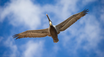 Картинка животные пеликаны полет