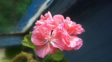 Картинка цветы герань розовая