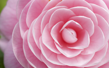 Картинка цветы камелии лепестки розовый