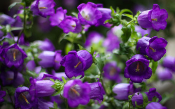 Картинка цветы колокольчики фиолетовые лепестки фокус
