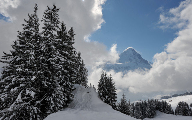 Обои картинки фото природа, зима, снег, горы, ели, ттуман, вершина