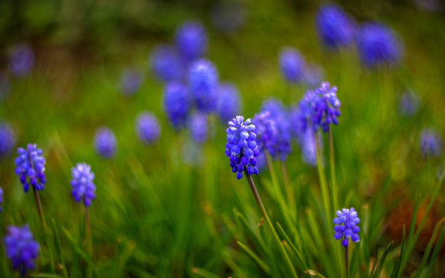 Обои картинки фото цветы, гиацинты, мускари, размытость, синие