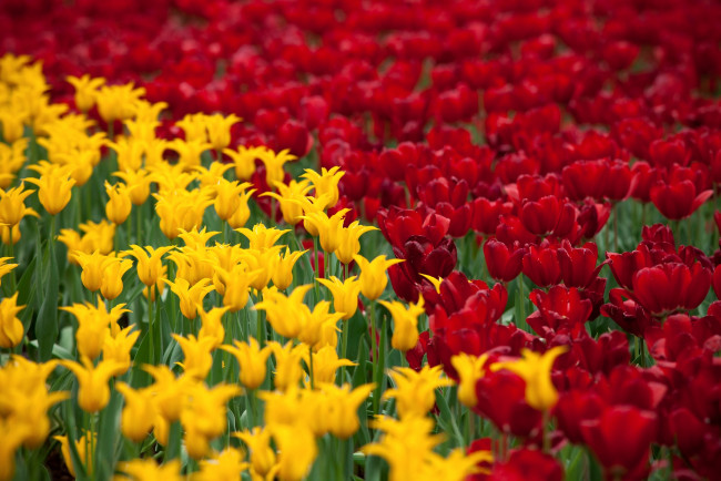 Обои картинки фото цветы, тюльпаны, желто-красный