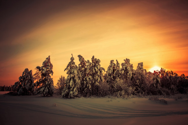 Обои картинки фото природа, зима, лес, закат, снег, ели