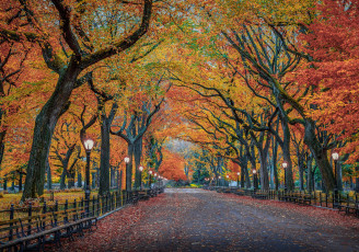 Картинка природа парк нью-йорк город сша листва деревья осень центральный