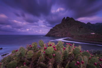 Картинка природа побережье кактусы горы океан