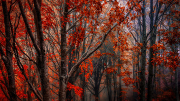 Картинка природа лес краски осень