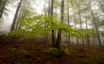Картинка природа лес деревья осень туман склон