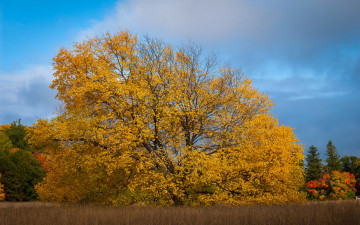 Картинка природа деревья небо поле трава осень