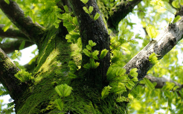 Картинка природа деревья ствол мох листья ветки дерево