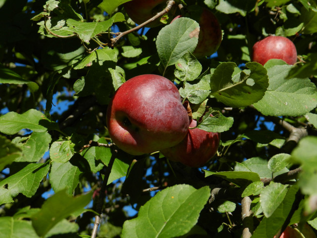 Обои картинки фото природа, плоды, листья, яблоко, ветка