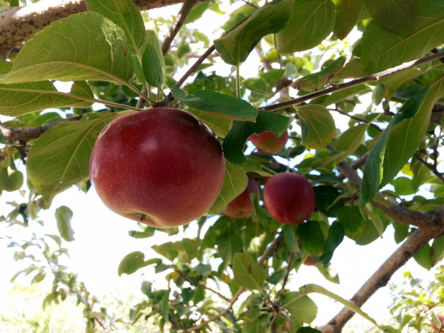 Обои картинки фото природа, плоды, яблоко, листья, ветка