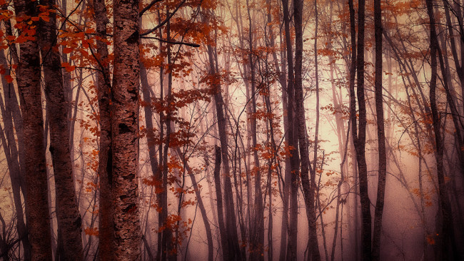 Обои картинки фото природа, лес, краски, осень
