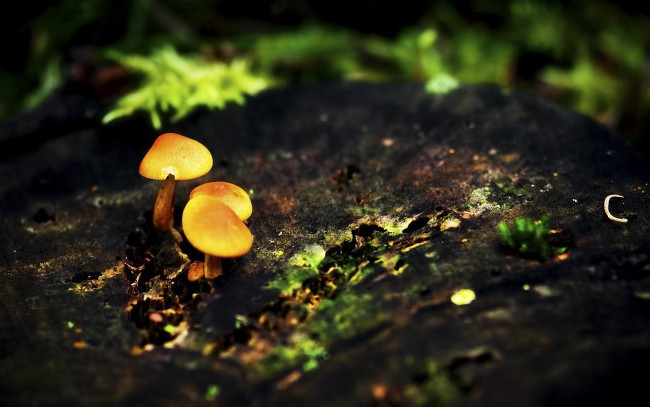 Обои картинки фото природа, грибы, земля, желтые, трава