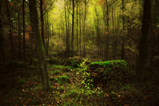 Обои картинки фото природа, лес, осень, листья, мох, чащоба