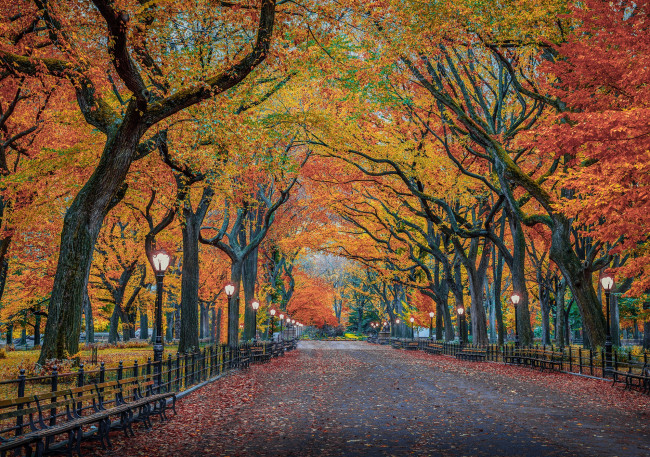 Обои картинки фото природа, парк, нью-йорк, город, сша, листва, деревья, осень, центральный