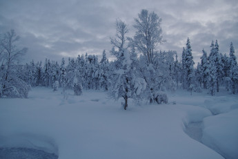 Картинка природа зима снег деревья лес ручей сугробы финляндия лапландия