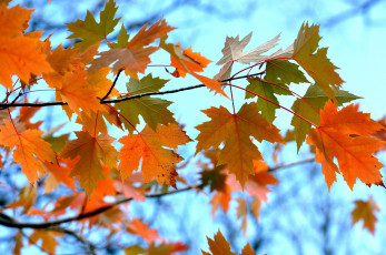 Картинка природа листья осень клен небо ветка