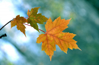 Картинка природа листья ветка клен осень