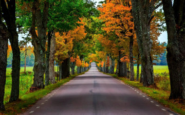 обоя природа, дороги, осень, деревья, аллея, дорога