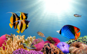 обоя животные, морская фауна, море, актинии, анемоны, кораллы, коралловые, яркие, рыбы