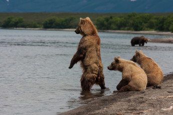Картинка животные медведи река