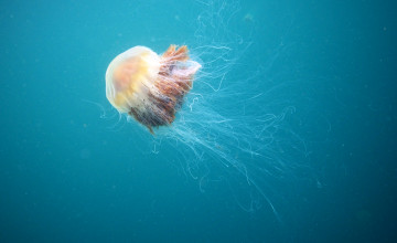 обоя волосистая цианея, животные, медузы, вода, медуза, щупальца