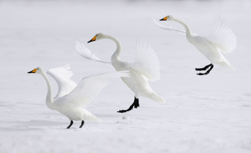 обоя животные, лебеди, кликуны, белые, снег