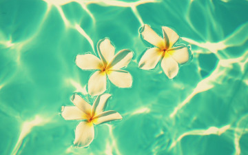Картинка цветы плюмерия вода