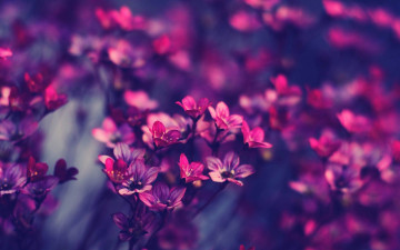 Картинка цветы соцветия лиловые
