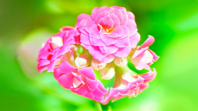 Обои картинки фото цветы, соцветие, розовые