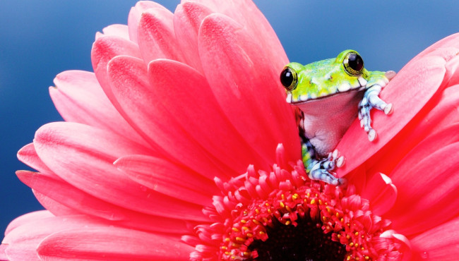 Обои картинки фото животные, лягушки, лягушка, цветок, розовый, гербера