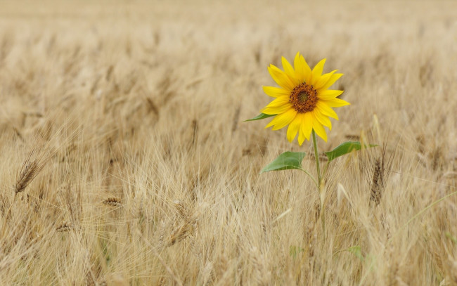Обои картинки фото цветы, подсолнухи, одиночество, пшеница, подсолнух, колосья, поле