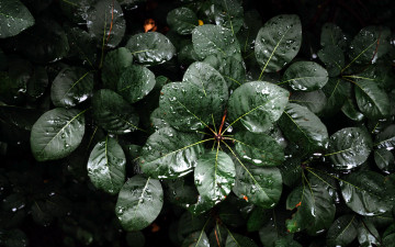 Картинка природа листья капли зелень