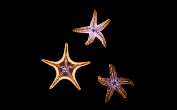 Картинка разное кости +рентген морские звезды