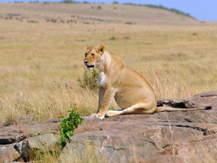 Картинка животные львы лев львица саванна