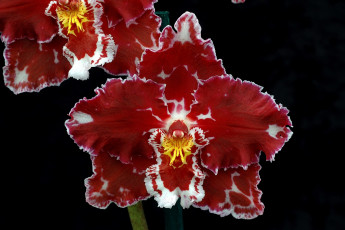 Картинка цветы орхидеи экзотика бордовый