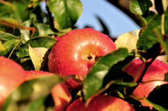 Картинка природа плоды яблоки ветки капли