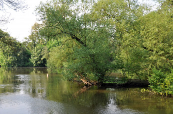 Картинка природа реки озера река деревья отражение лето