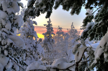 обоя природа, зима, деревья, снег, закат, ветки