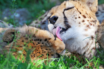 Картинка животные гепарды гепард язык ухаживание