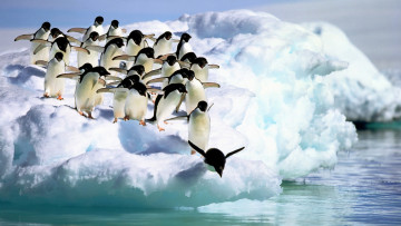 обоя животные, пингвины, пингвин, лёд, вода, океан