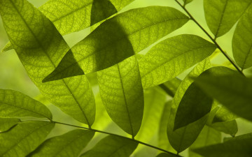 Картинка природа листья свежесть листочки зеленые
